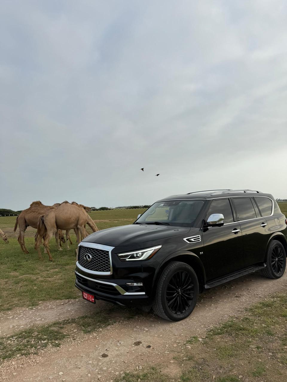 Infiniti - QX80 — 图片 7