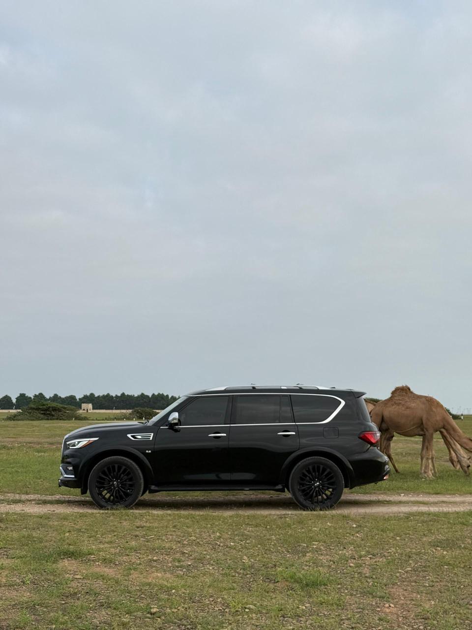 Infiniti - QX80 — 图片 9